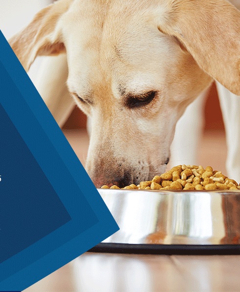 Pet Food and Snacks demand