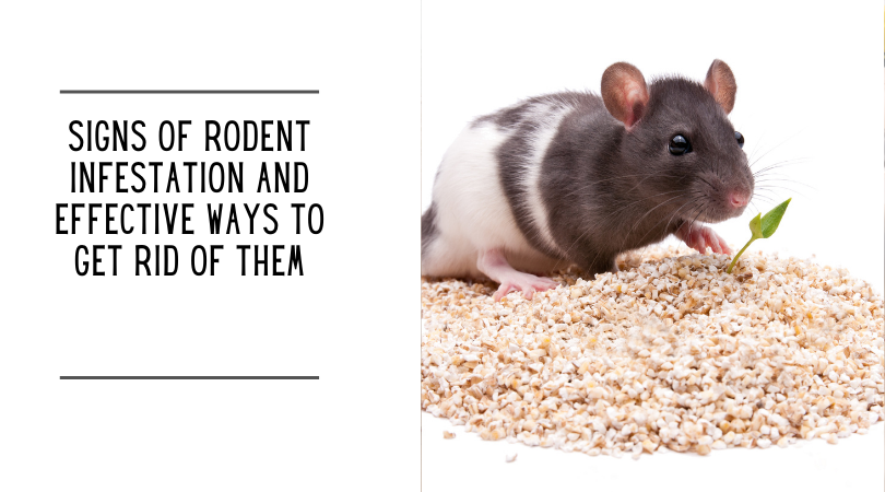 Rodent Infestation