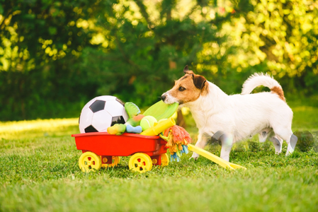 Pet Product
