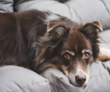 Australian Shepherd Price in India