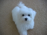 Maltese dogs generally have a relatively long lifespan. On average