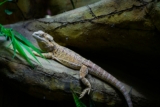 Can I Feed My Bearded Dragon Fruit Everyday: The Ultimate Guide
