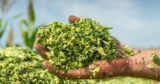 Promaize by Punjab Silage Private Limited