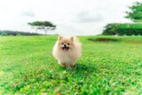 Unveiling the True Cost: Exploring the Expense of Pomeranians